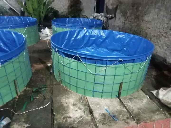 Kolam Terpal Cocok Untuk Ikan Apa